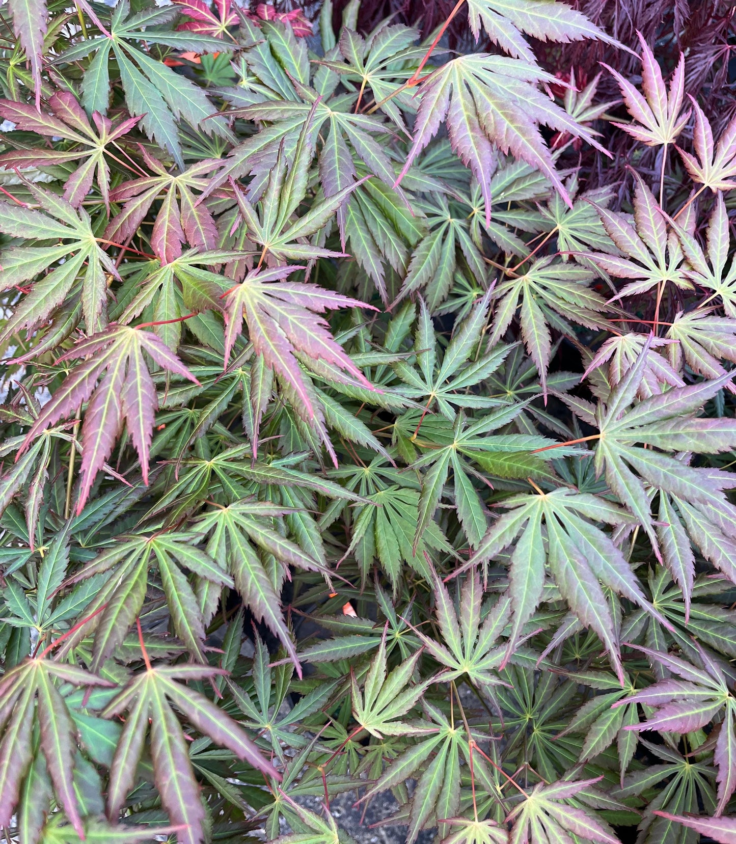 Bronze Age Japanese Maple, Rare Full Moon Acer Palmatum Dwarf Tree - Live Plant