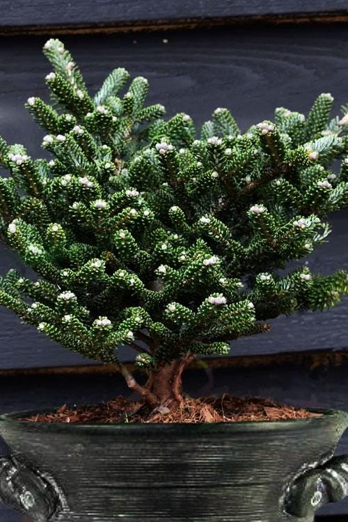 Alpine Star Korean Fir, Miniature Abies Koreana Rare Evergreen Conifer - Live Plant