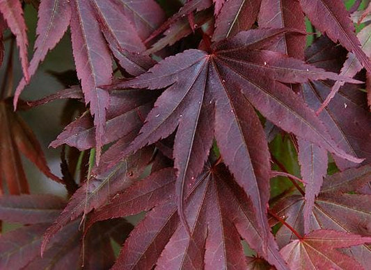 Pixie Japanese Maple, Dwarf Compact Red Acer Palmatum - Live Plant
