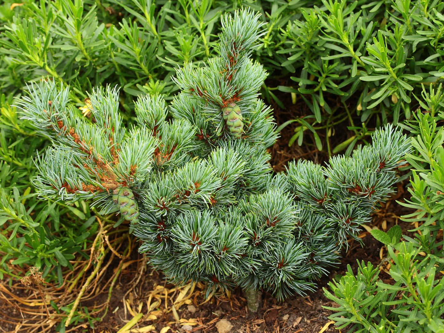 Kinpo Rare Dwarf Japanese White Pine, Pre Bonsai Starter Tree - Live Plant
