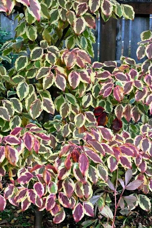 Summer Gold Variegated Chinese Dogwood Tree, Dwarf Ornamental Tree - Live Plant