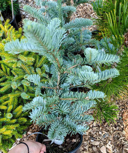 Glauca Prostrata Blue Noble Fir, Dwarf Prostrate Abies Procera Conifer - Live Plant