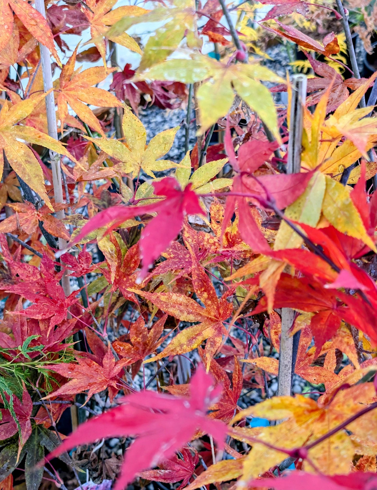 Omato Japanese Maple, Upright Vase Form, Bold Fall Color - Live Plant