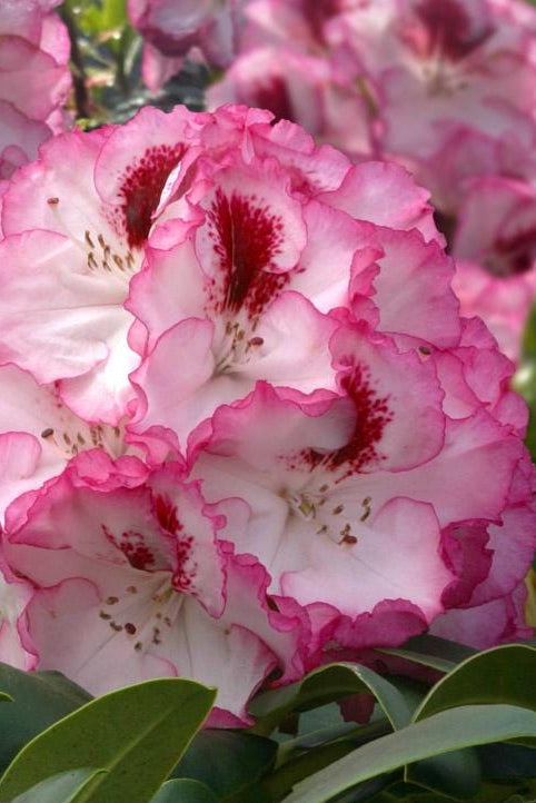 Cherry Cheesecake Rhododendron, Pink Flowering Evergreen Shrub - Live Plant