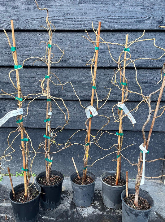 Hortstmann's Recurved Contorted European Larch, Unique Twisted Branches - Live Plant