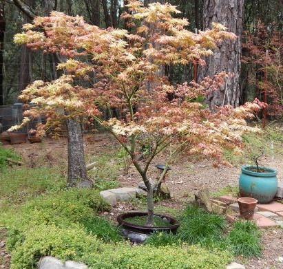 Peaches and Cream Japanese Maple, Pink Cream Variegated Acer Palmatum - Live Plant