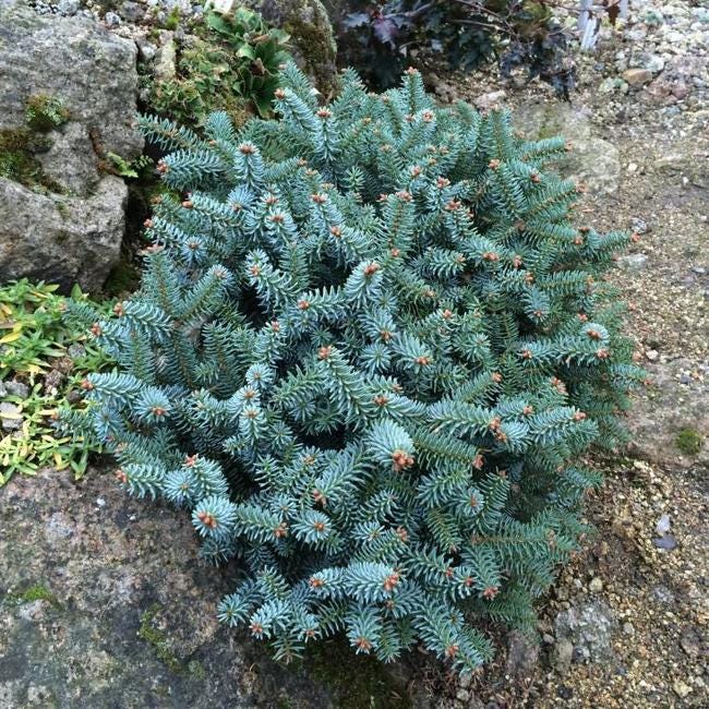 Horstmann Dwarf Blue Spanish Fir, Rare Collector Conifer Tree - Live Plant