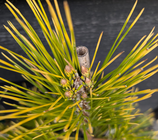 Ogon Golden Japanese Black Pine, Rare Conifer, Bonsai Starter Tree - Live Plant