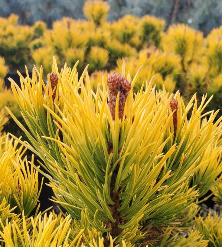Carsten's Wintergold Dwarf Mugo Pine, Cold Hardy Conifer - Live Plant