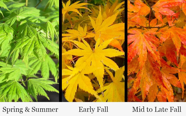 Kihachijo Japanese Maple, Green Upright Acer Palmatum, Fiery Fall Color - Live Plant