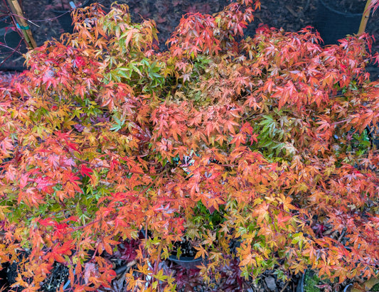 Kiyohime Dwarf Small Leaf Japanese Maple, Bonsai Starter Tree - Live Plant