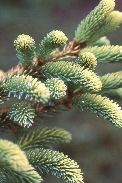 Aureovariegata Variegated Golden Black Hills Spruce Conifer Tree - Live Plant