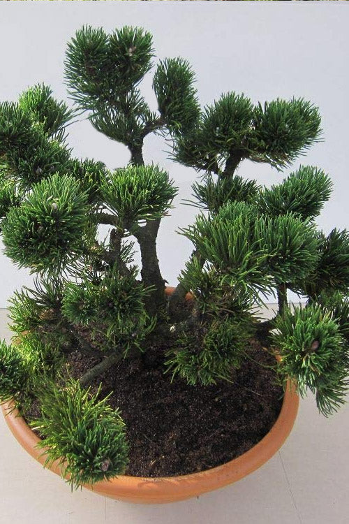 Jakobsen Dwarf Mugo Pine, Pre-Bonsai Starter Tree, Cold Hardy - Live Plant