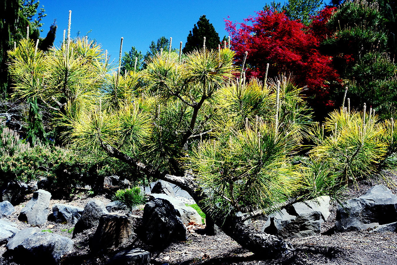 Ogon Golden Japanese Black Pine, Rare Conifer, Bonsai Starter Tree - Live Plant