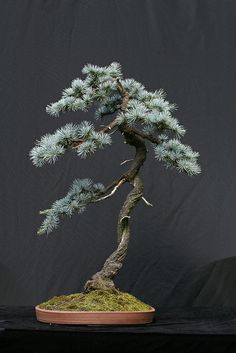 Sapphire Nymph Dwarf Blue Atlas Cedar Tree, Rare Collector Conifer - Live Plant