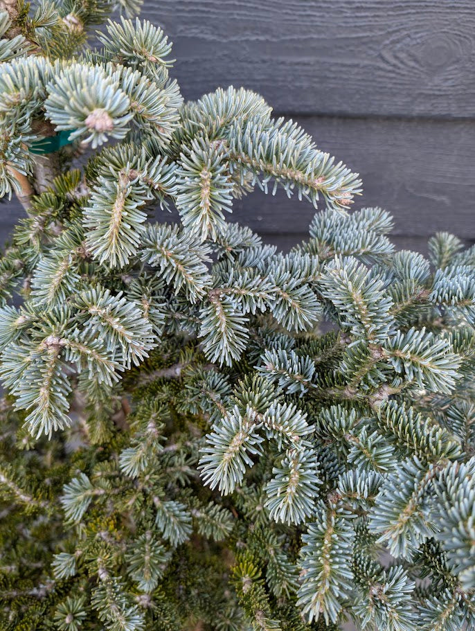 Tyler Blue Rare Dwarf Blue Balsam Fir Tree - Live Plant