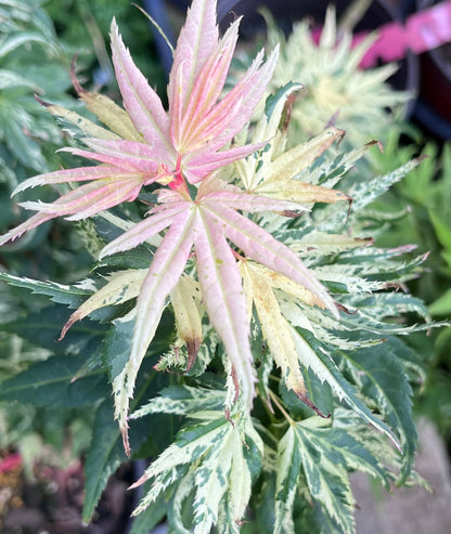 Snow Kitten aka Yuki Yama Rare Variegated Japanese Maple, Mikawa Type - Live Plant