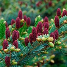 Howell’s Dwarf Tigertail Spruce, Picea Bicolor Conifer,  Unique Purple Cones - Live Plant