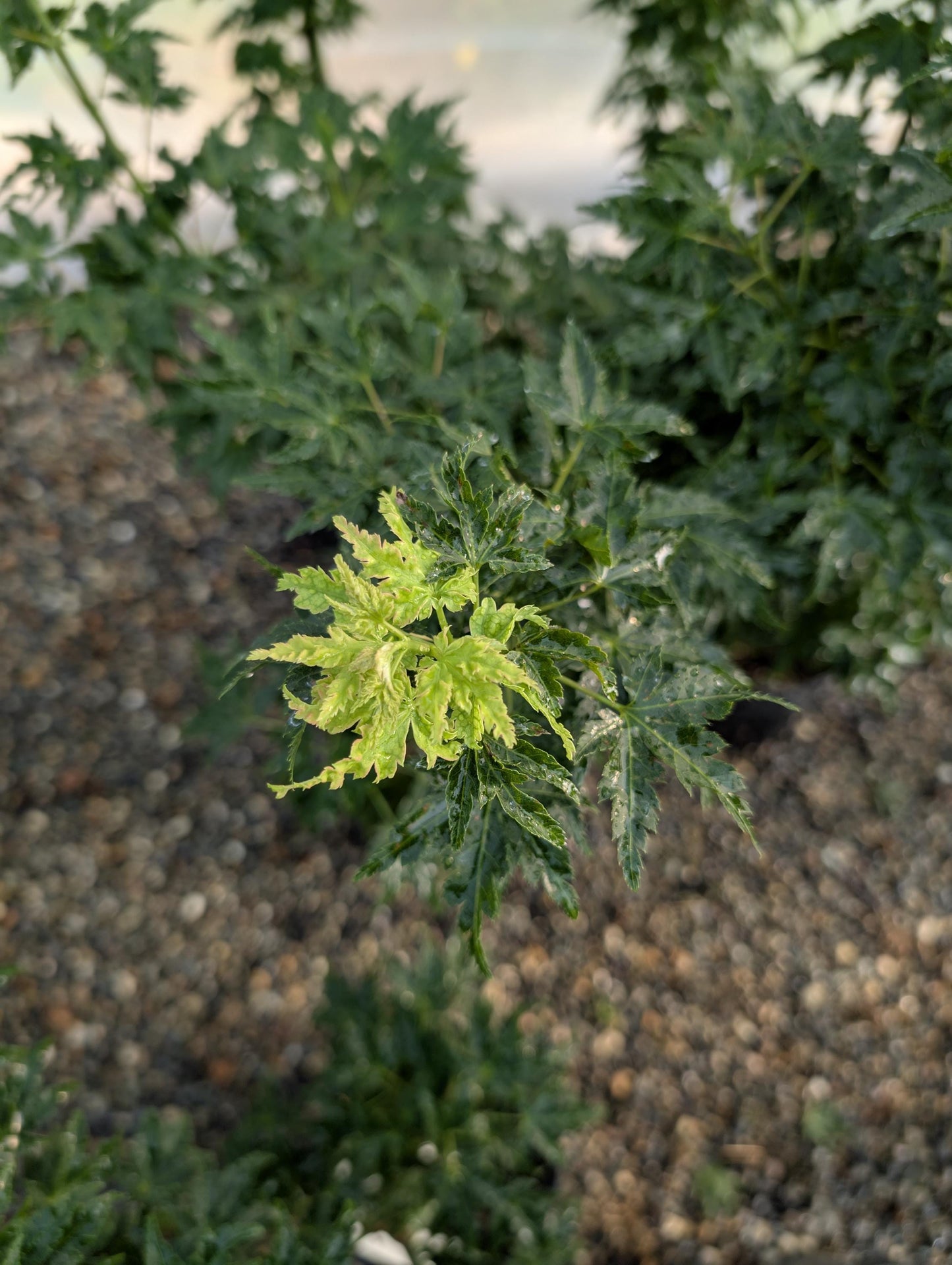 Ojishi Rare Dwarf Japanese Maple, Male Lion Tree Counterpart To Shishigashira - Live Plant