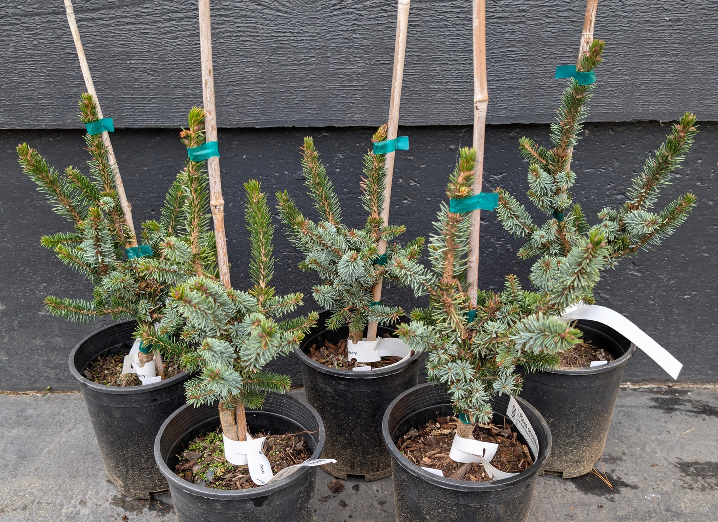 De Ruyter Rare Dwarf Serbian Spruce Conifer Tree - Live Plant