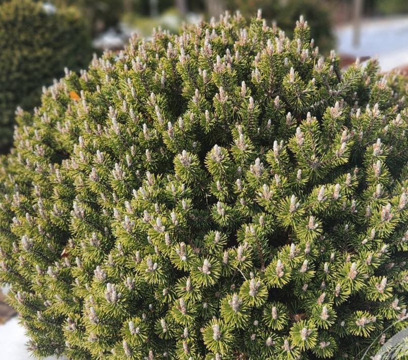 Minima Kalous Mugo Pine Rare Miniature Collector Conifer - Live Plant