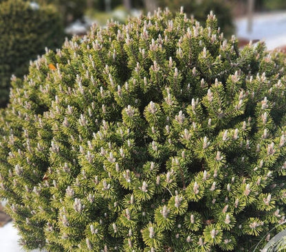 Minima Kalous Mugo Pine Rare Miniature Collector Conifer - Live Plant