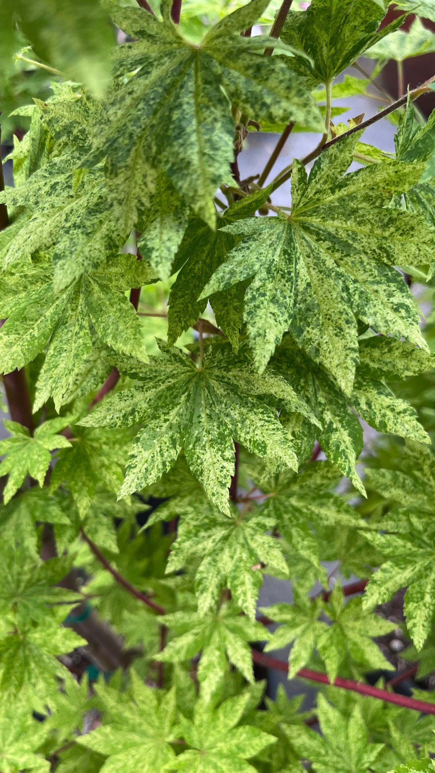Kumoi Nishiki Rare Variegated Japanese Maple, Acer Sieboldianum Full Moon - Live Plant