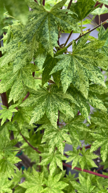 Kumoi Nishiki Rare Variegated Japanese Maple, Acer Sieboldianum Full Moon - Live Plant