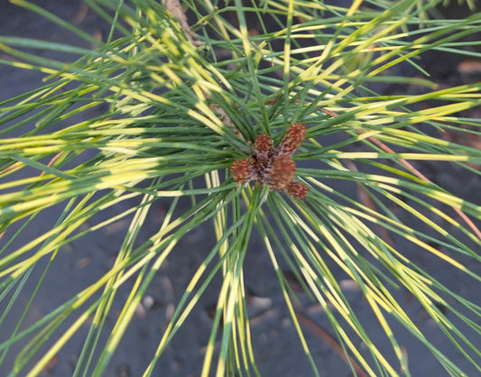 Golden Ghost Japanese Red Pine, Variegated Conifer Tree - Live Plant