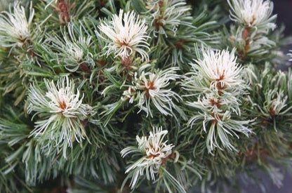 Tanima No Yuki Variegated Japanese White Pine, Rare Collector Conifer - Live Plant
