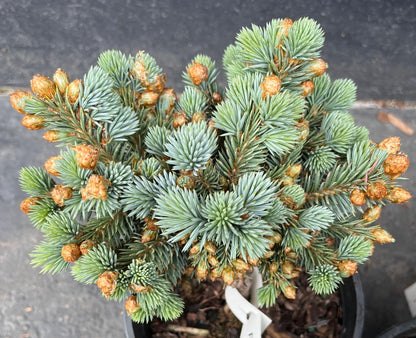 Blue Pearl Rare Dwarf Colorado Blue Spruce, Miniature Collector Conifer - Live Plant