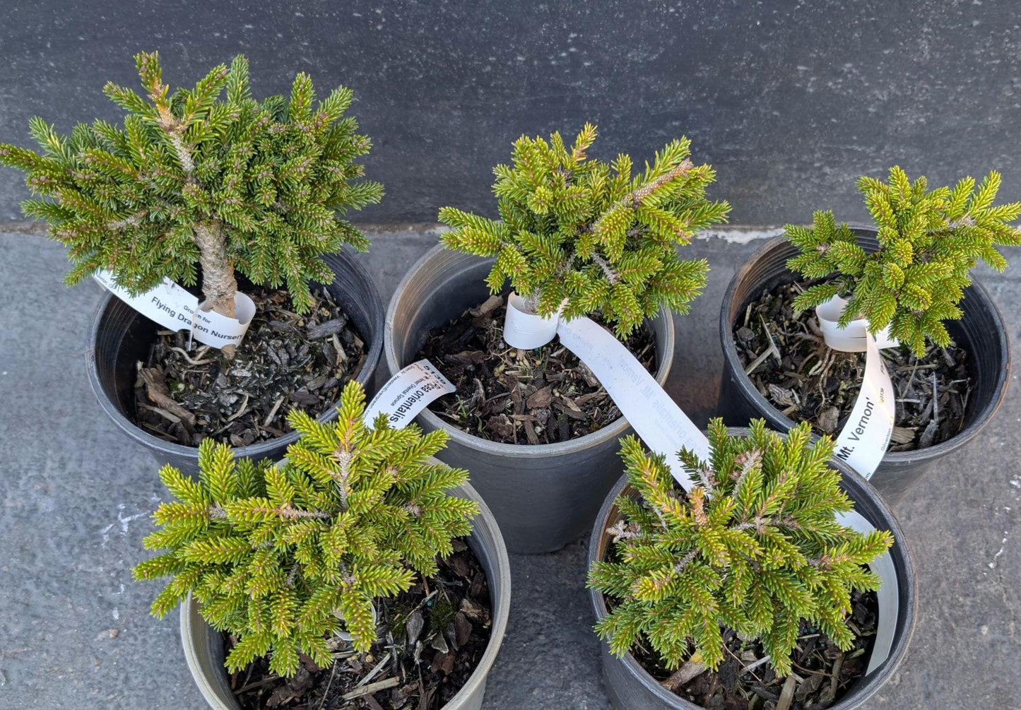 Mt. Vernon Oriental Spruce, Miniature Collector Conifer - Live Plant