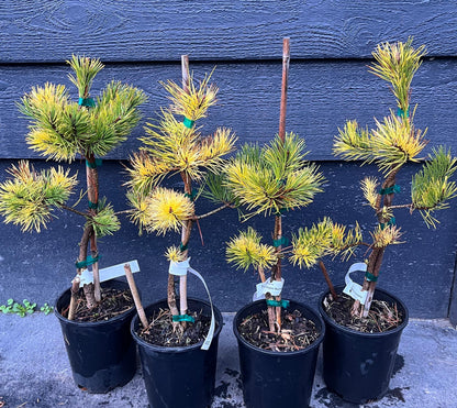 Splashes Rare Variegated Shore Pine, Pinus Contorta Collector Conifer - Live Plant