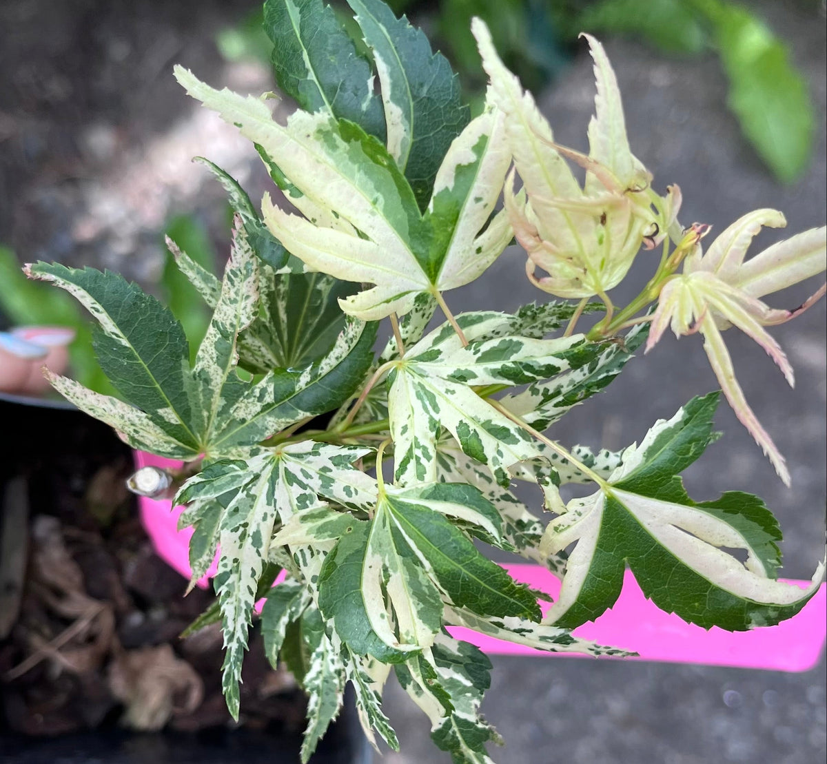 Snow Kitten aka Yuki Yama Rare Variegated Japanese Maple, Mikawa Type - Live Plant