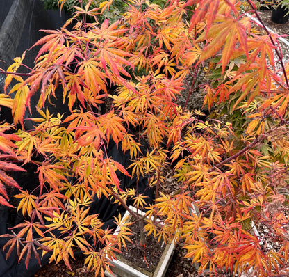 Bronze Age Japanese Maple, Rare Full Moon Acer Palmatum Dwarf Tree - Live Plant