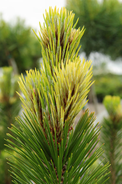 Bosnian Sunrise Rare Dwarf Bosnian Pine Conifer Tree - Live Plant