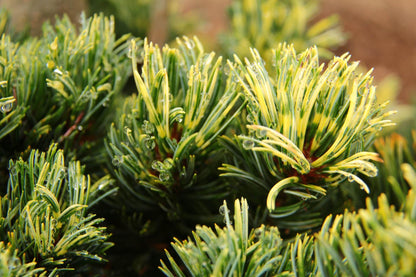Fukai Japanese White Pine Rare Variegated Dwarf Conifer Tree - Live Plant