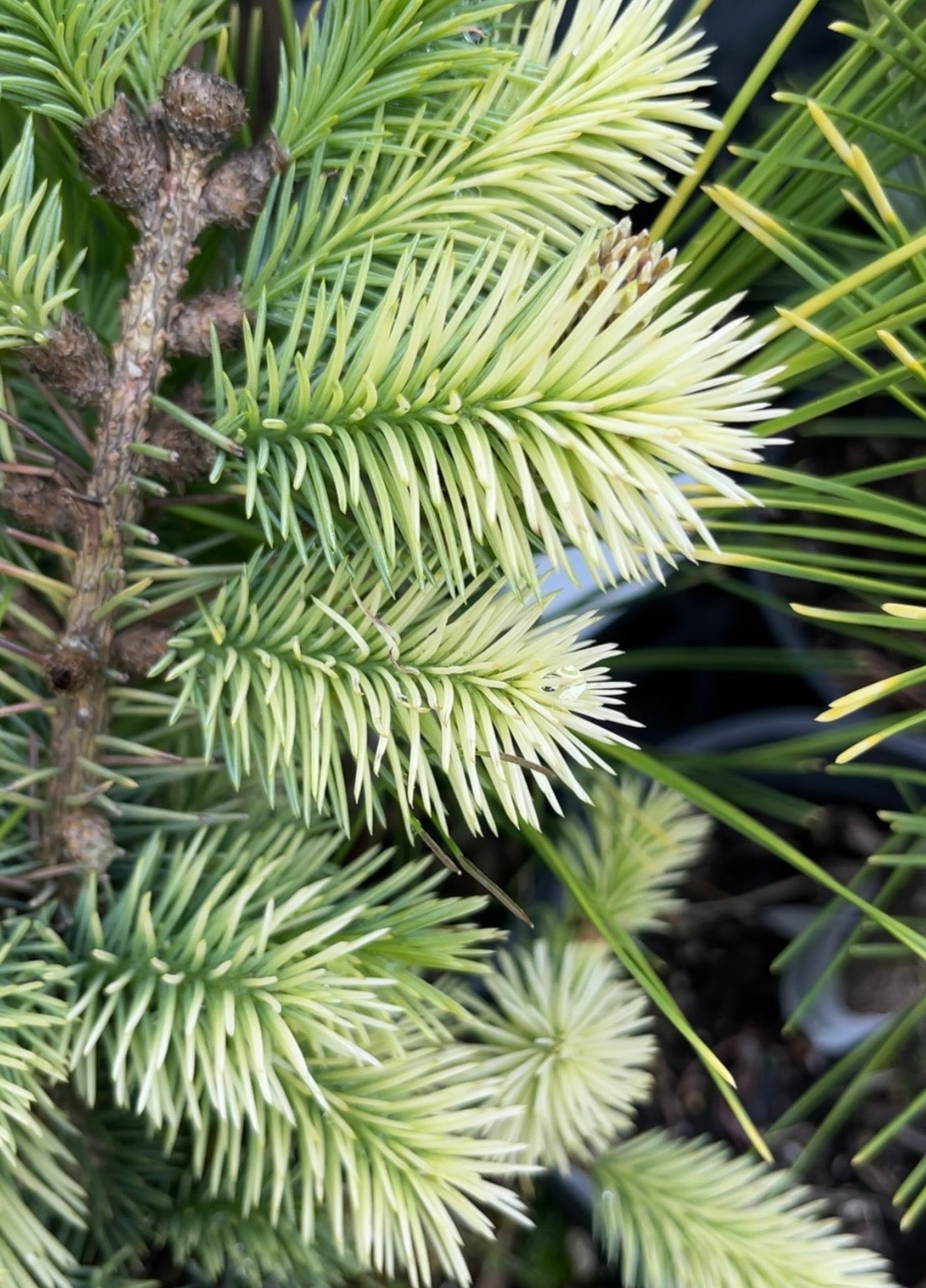 Gebelle's Golden Spring Picea Pungens, Rare Golden New Growth Blue Spruce - Live Plant