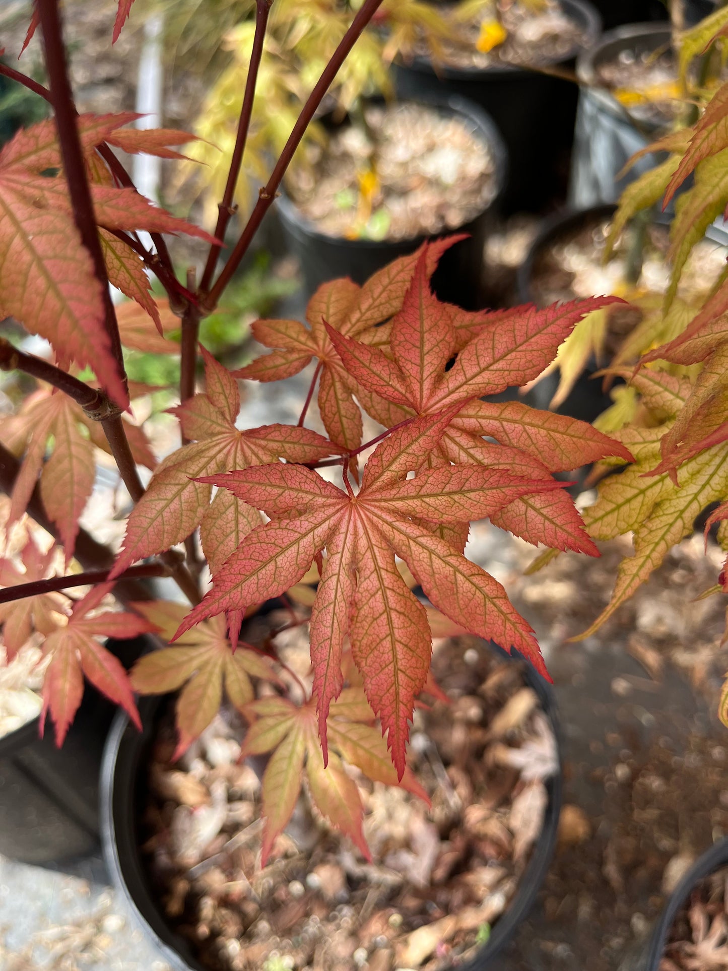 Nebula Rare Japanese Maple, Dwarf Reticulated Acer Palmatum Tree - Live Plant