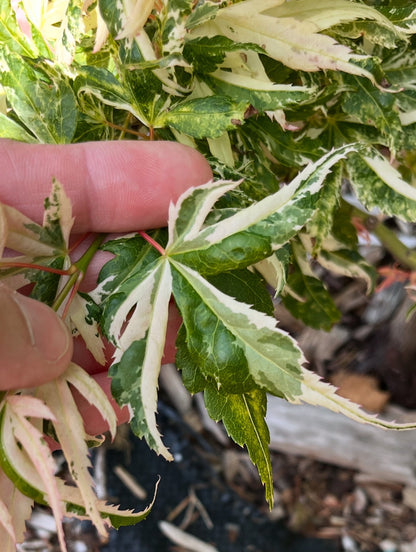 Snow Kitten aka Yuki Yama Rare Variegated Japanese Maple, Mikawa Type - Live Plant