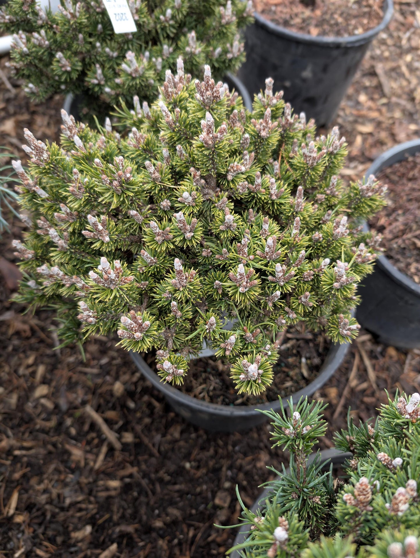 Minima Kalous Mugo Pine Rare Miniature Collector Conifer - Live Plant