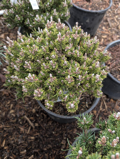 Minima Kalous Mugo Pine Rare Miniature Collector Conifer - Live Plant