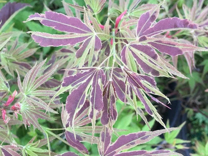 Manyo No Sato Variegated Japanese Maple, Purple Acer Palmatum Tree - Live Plant