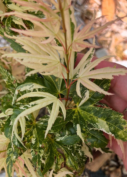 Snow Kitten aka Yuki Yama Rare Variegated Japanese Maple, Mikawa Type - Live Plant