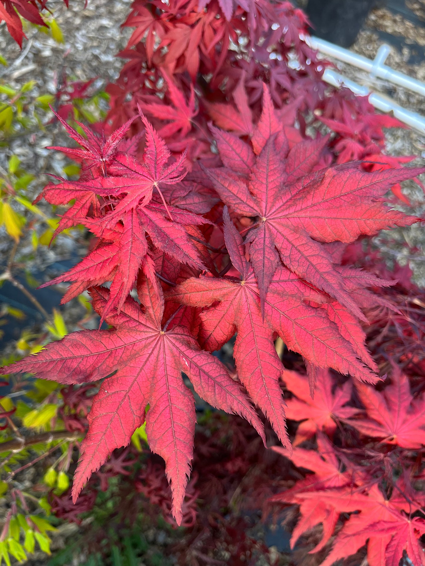 Celebration Rare Pink Variegated Japanese Maple Acer Palmatum Tree - Live Plant