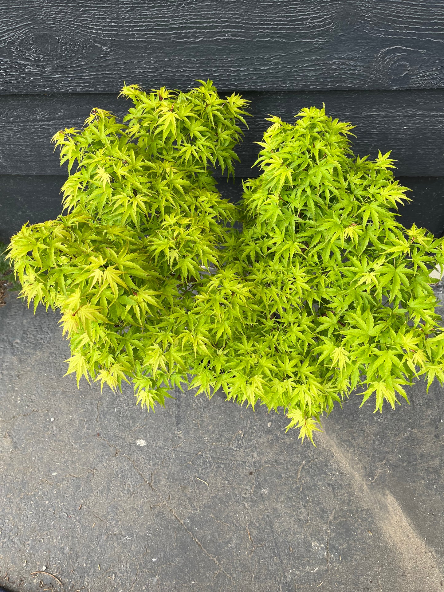 Sharp’s Pygmy, Dwarf Small Leaf Japanese Maple Tree - Live Plant