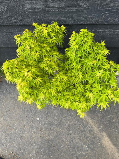 Sharp’s Pygmy, Dwarf Small Leaf Japanese Maple Tree - Live Plant