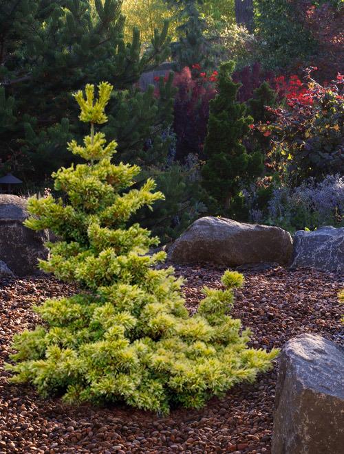 Goldilocks Rare Dwarf Japanese White Pine, Conifer Tree - Live Plant