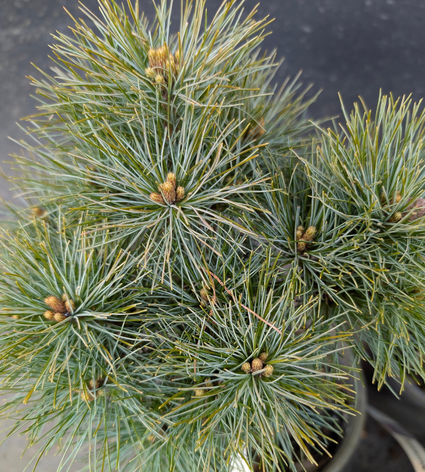 Sea Urchin Eastern White Pine, Dwarf Collector Conifer - Live Plant