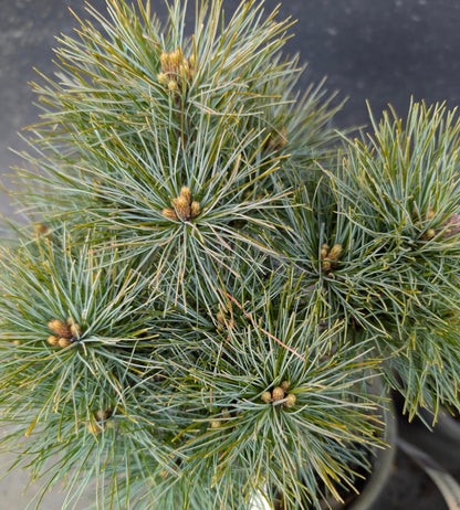 Sea Urchin Eastern White Pine, Dwarf Collector Conifer - Live Plant